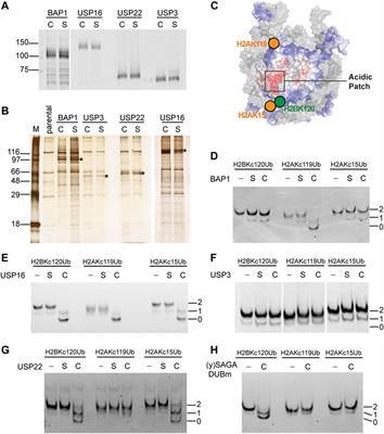 Generation of site-specific ubiquitinated histones through chemical ligation to probe the specificities of histone deubiquitinases